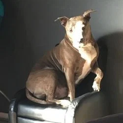 justin fritz's avatar