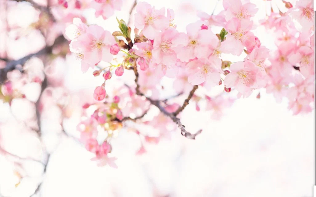 🌸 profile banner