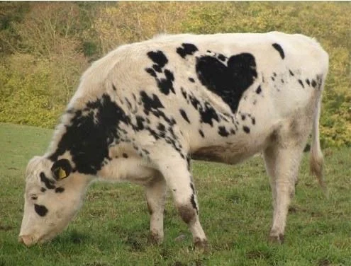 Moo profile banner
