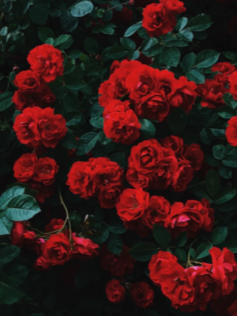 Nikki profile banner