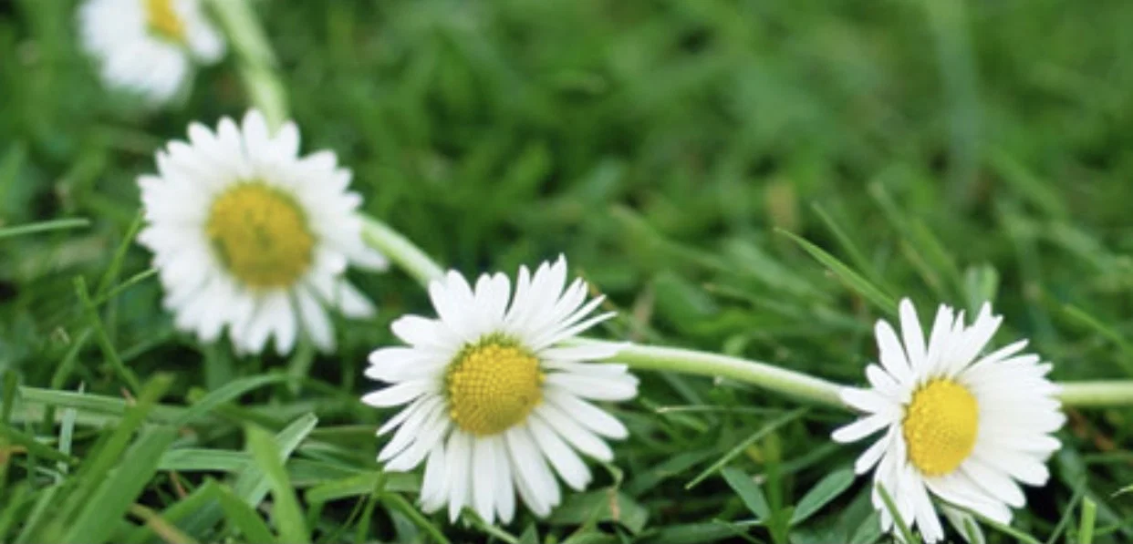 DaisyChain🌼 profile banner