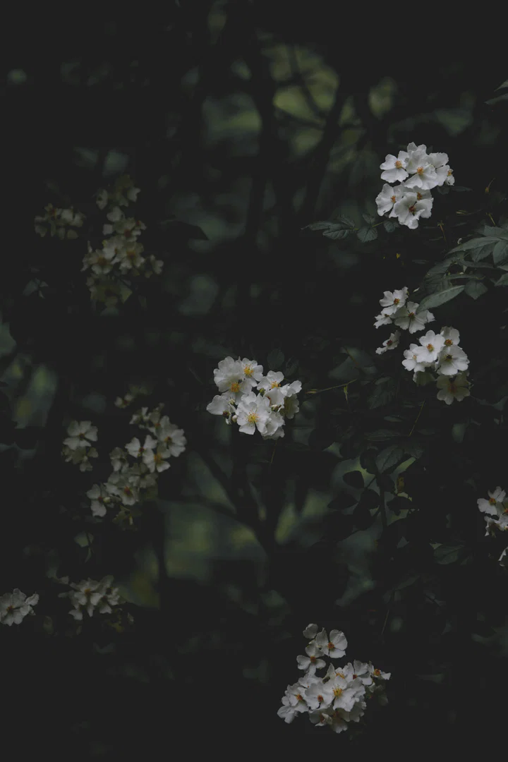 Millie Mae profile banner