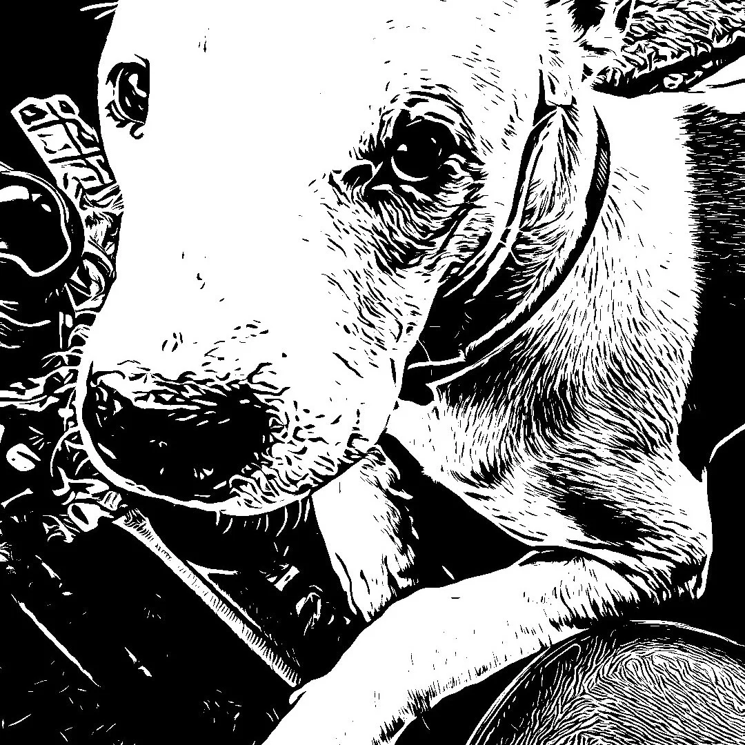 Stitch 626 profile banner