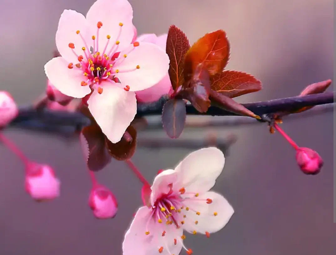 BustyBlossom🌸 profile banner