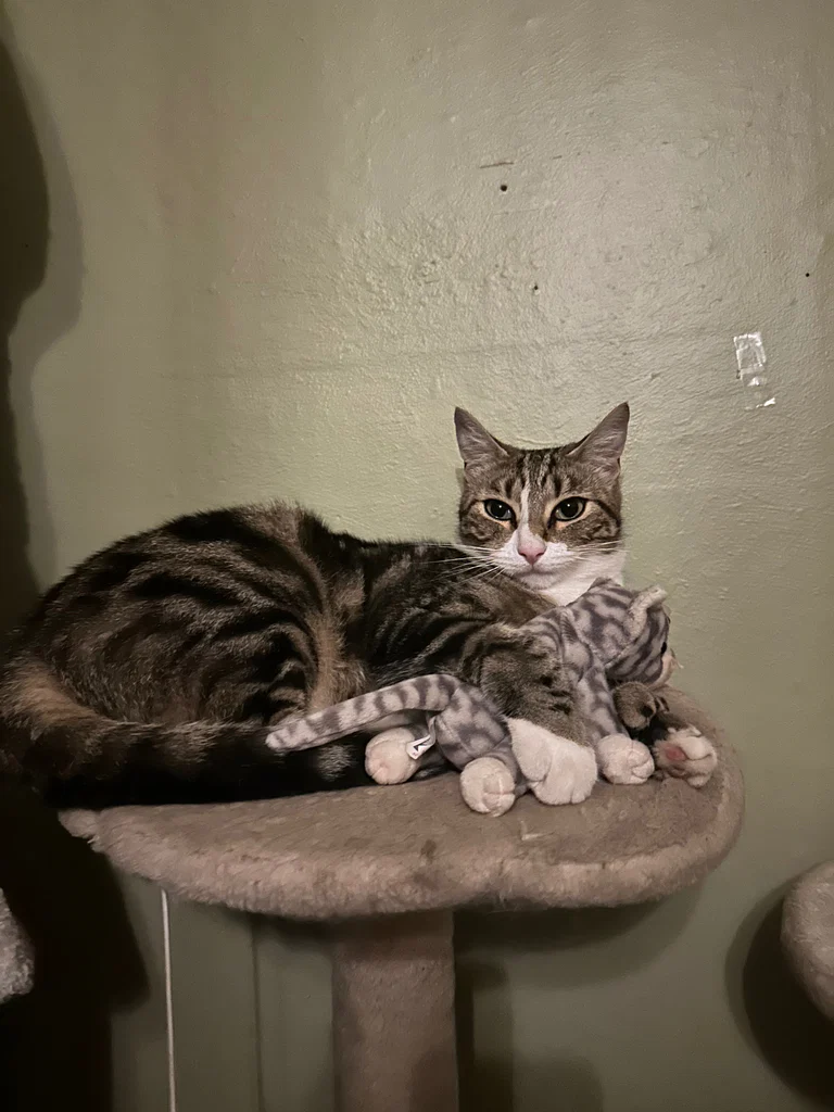 kitten girl