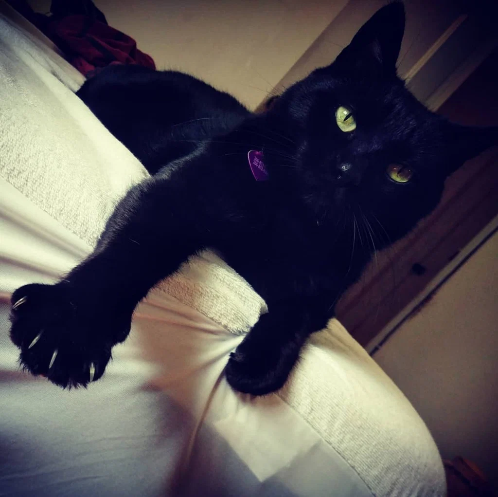NekOwO's avatar