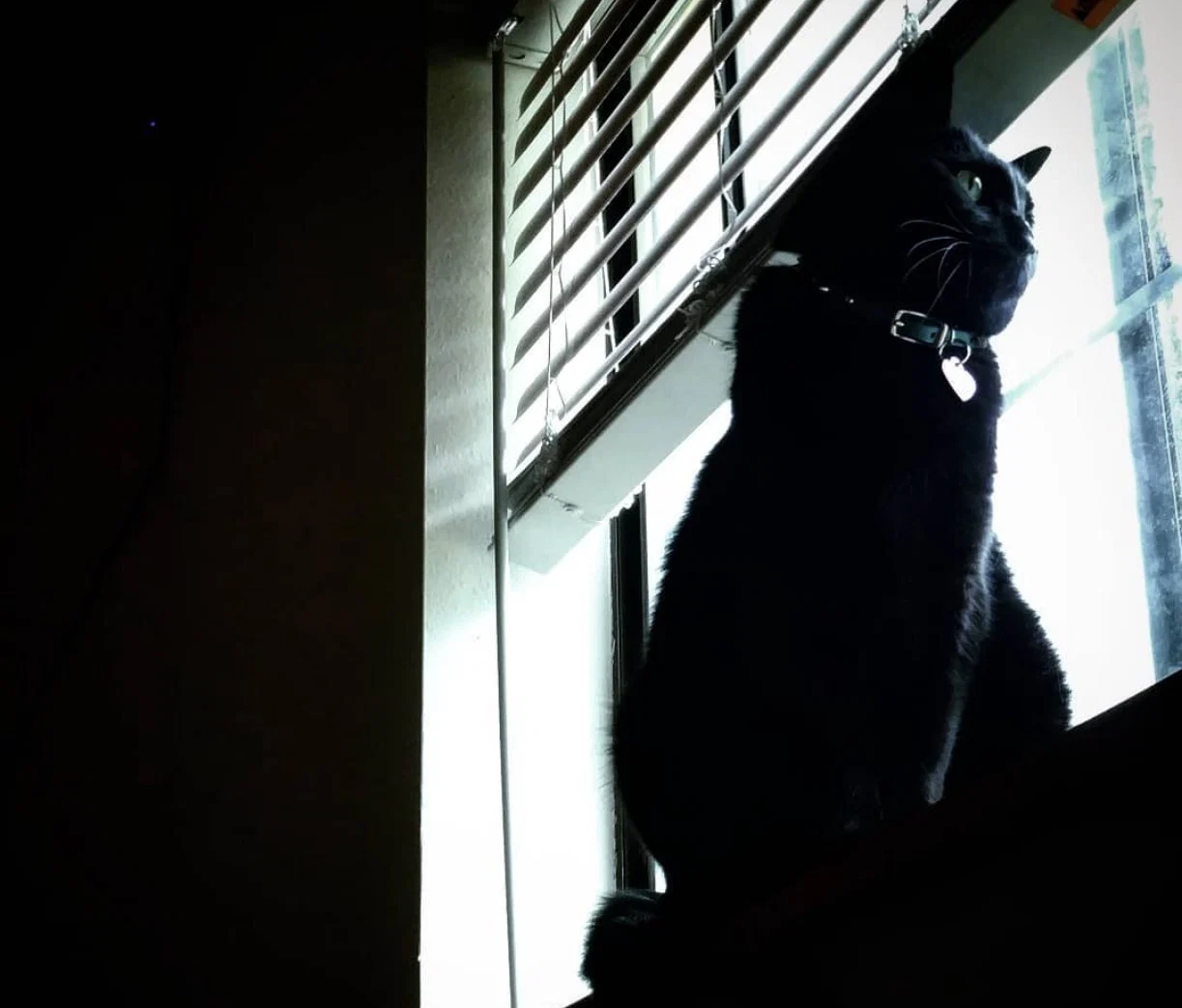 NekOwO profile banner
