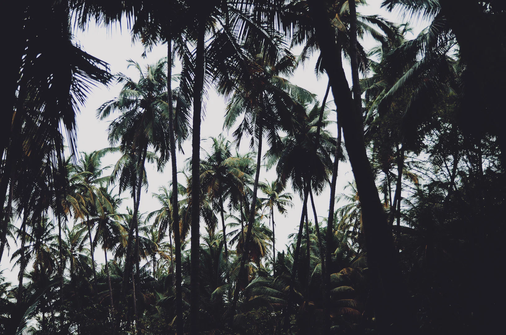 Jaden X profile banner