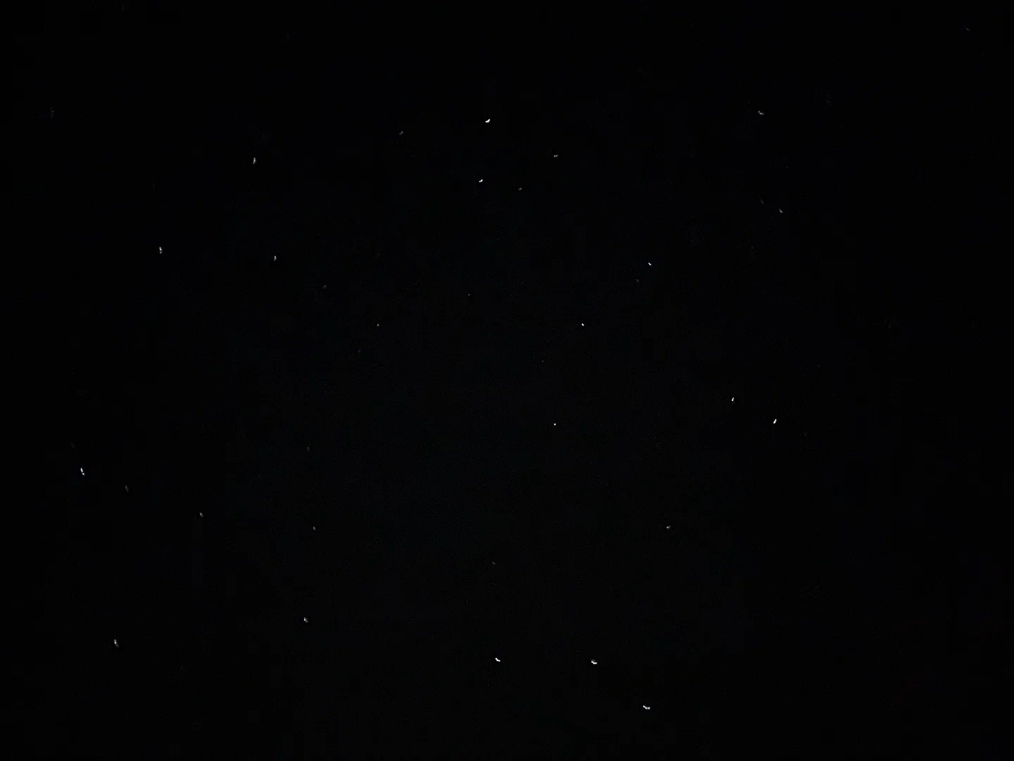 Laila Rose profile banner