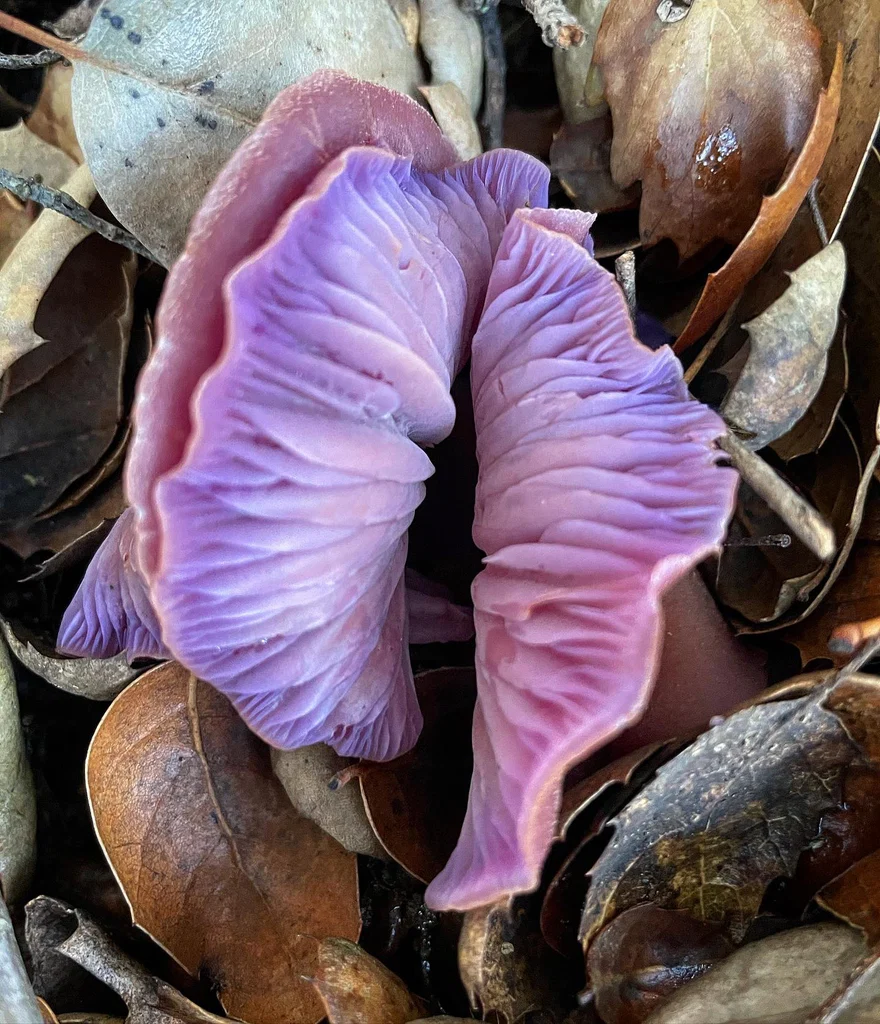 OnlyFungi's avatar
