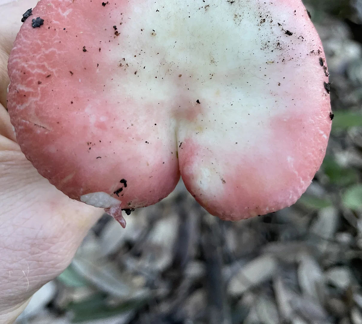 OnlyFungi profile banner