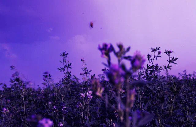 Obscure Cloud profile banner