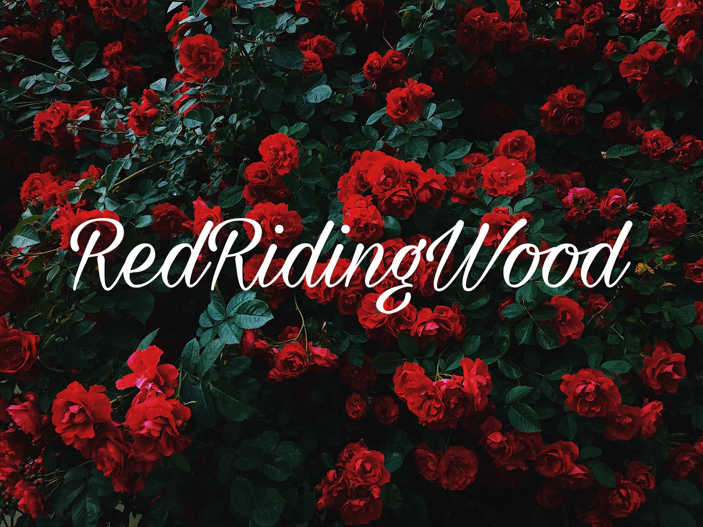 RedRidingWood2 profile banner