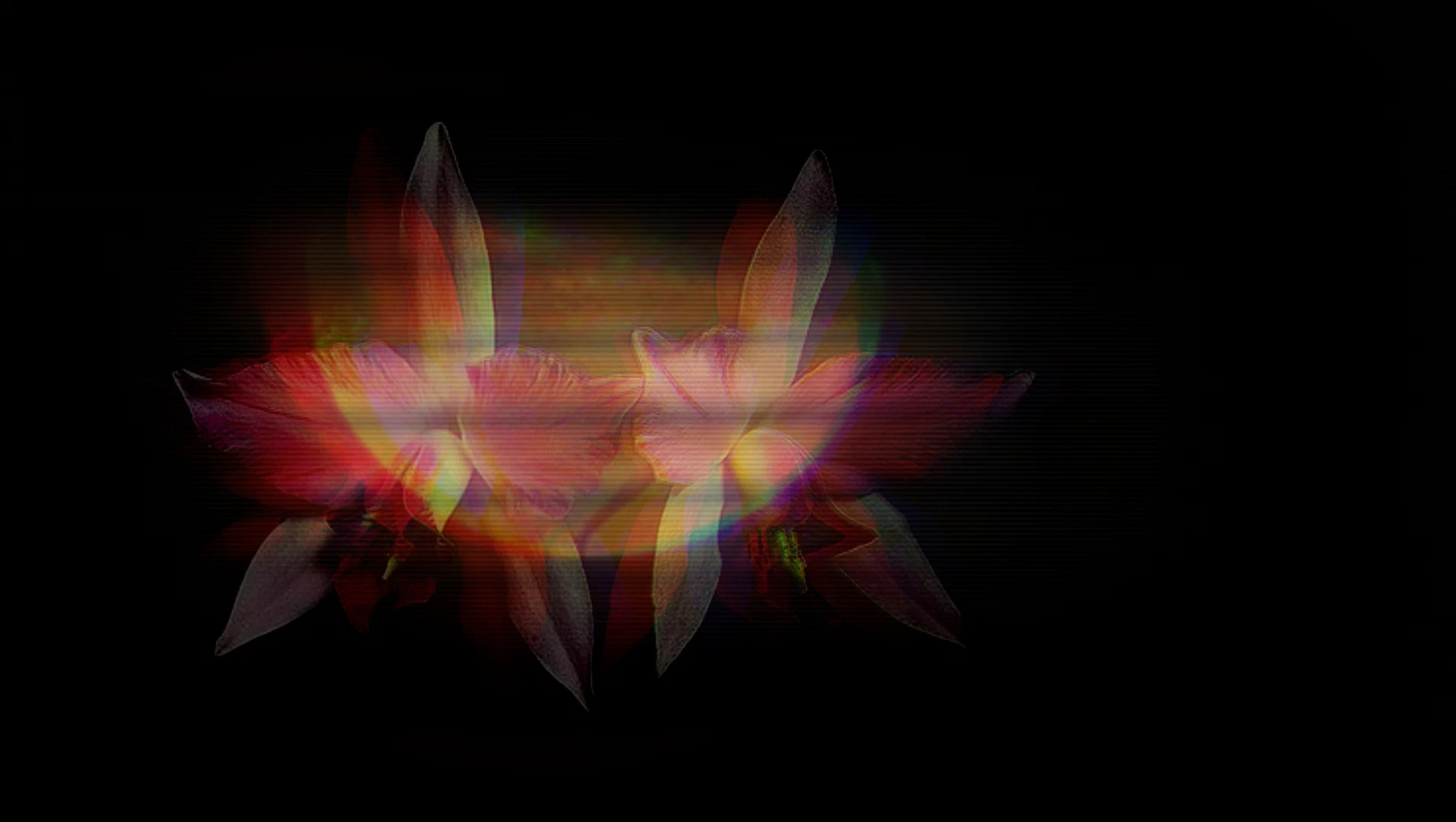 Laelia profile banner