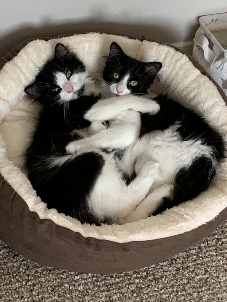 Charlie and Layla's avatar