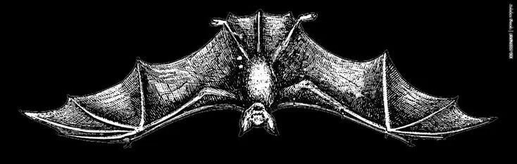 avery🦇 profile banner