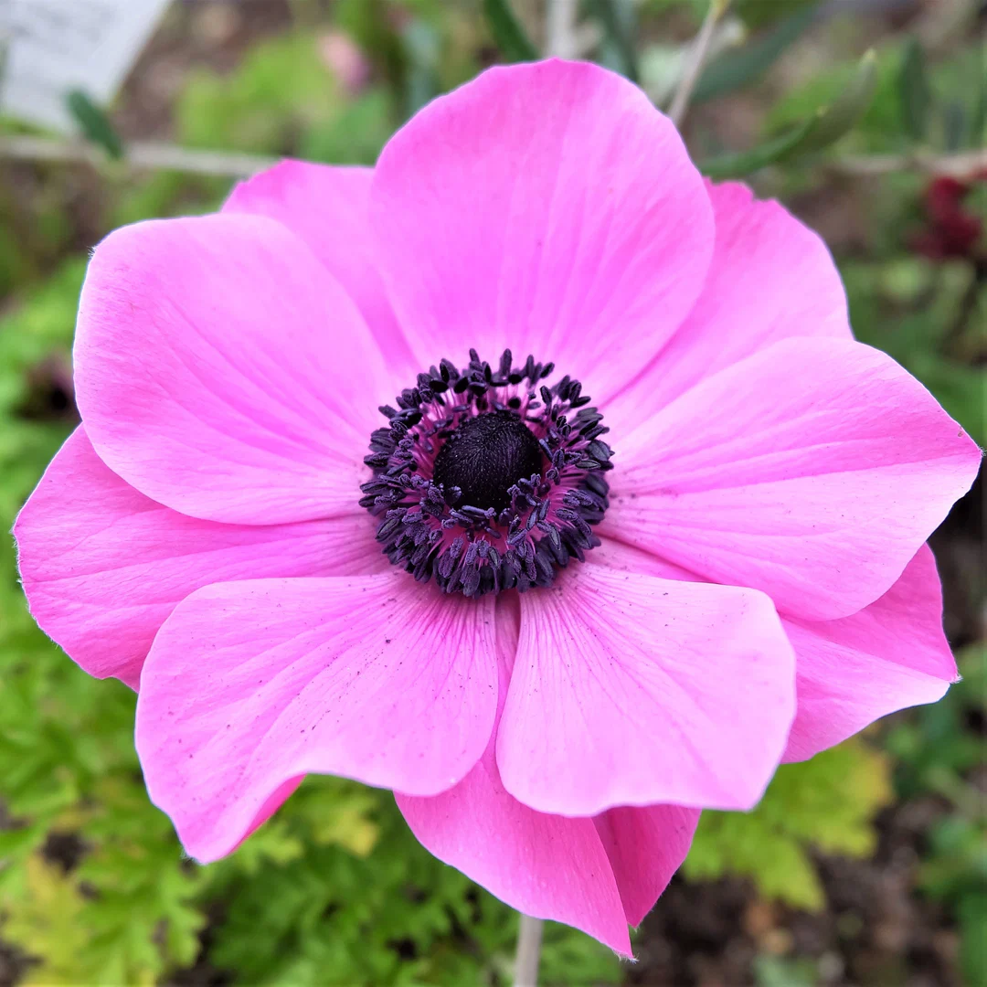 Anemone profile banner