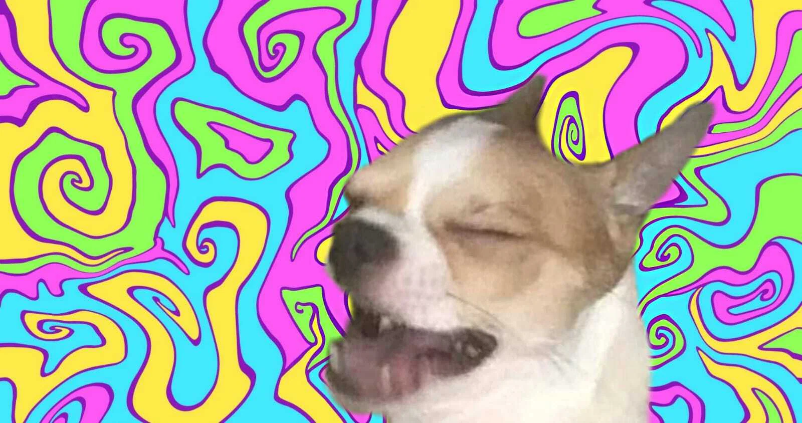 CactuSabroso profile banner