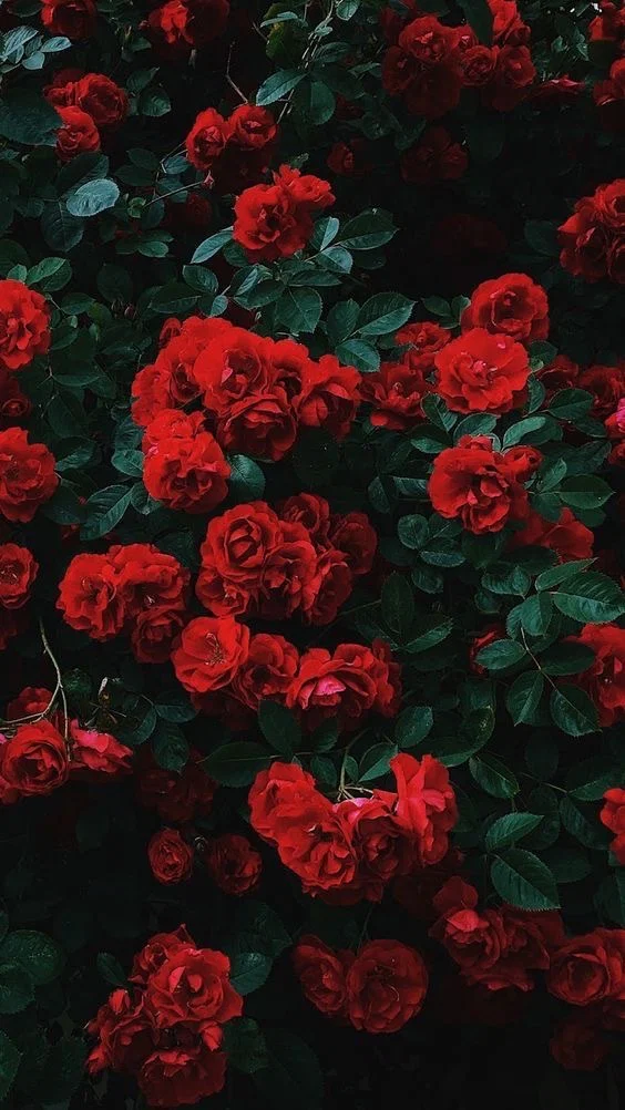 Rosie 🥀 profile banner