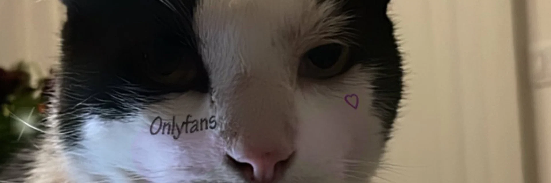 . profile banner