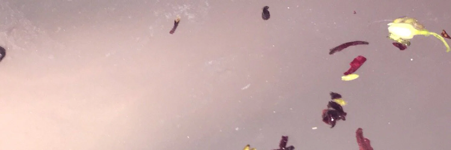 Bunny Bee profile banner