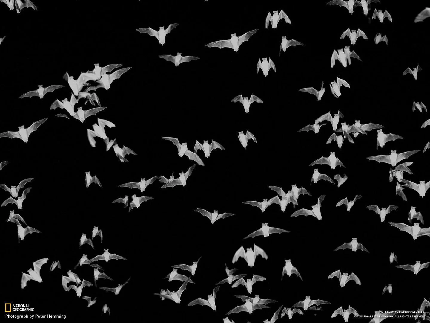 Horrorhore🦇 profile banner