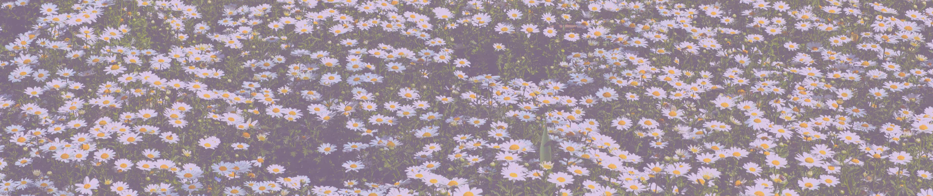 daisy <3 profile banner