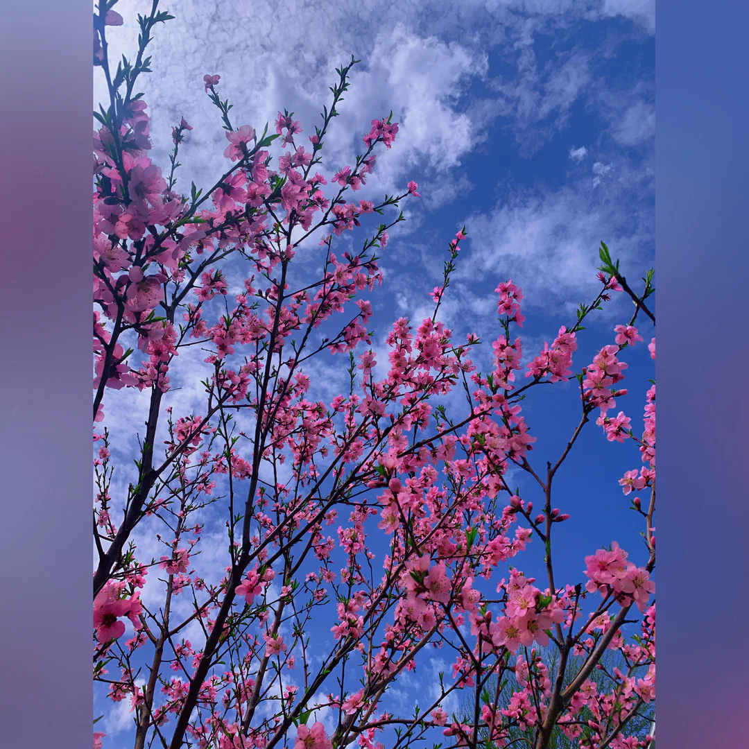 Lilly profile banner