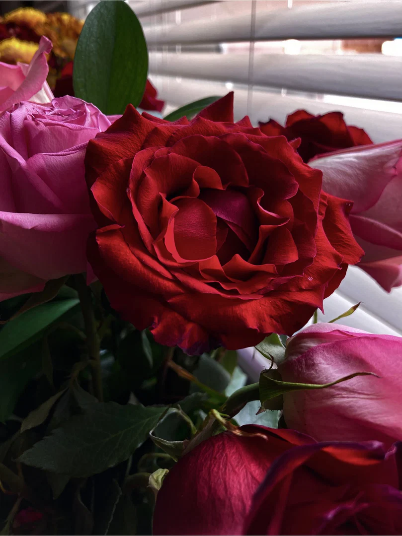 Rose profile banner