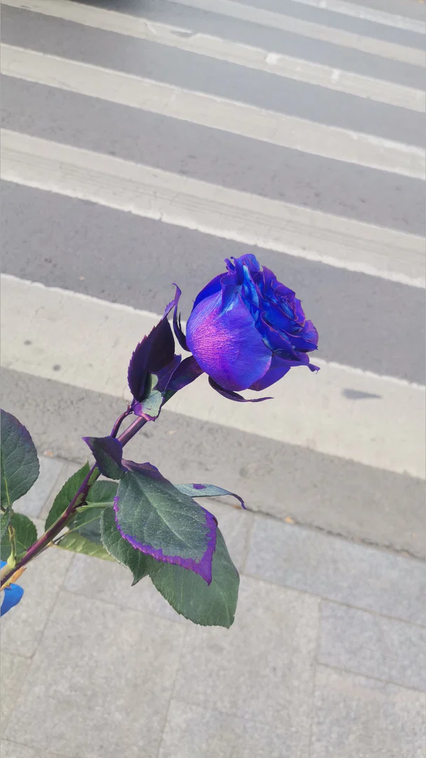πβοΈβοΈβοΈπAnemarieπβοΈβοΈβοΈπ profile banner