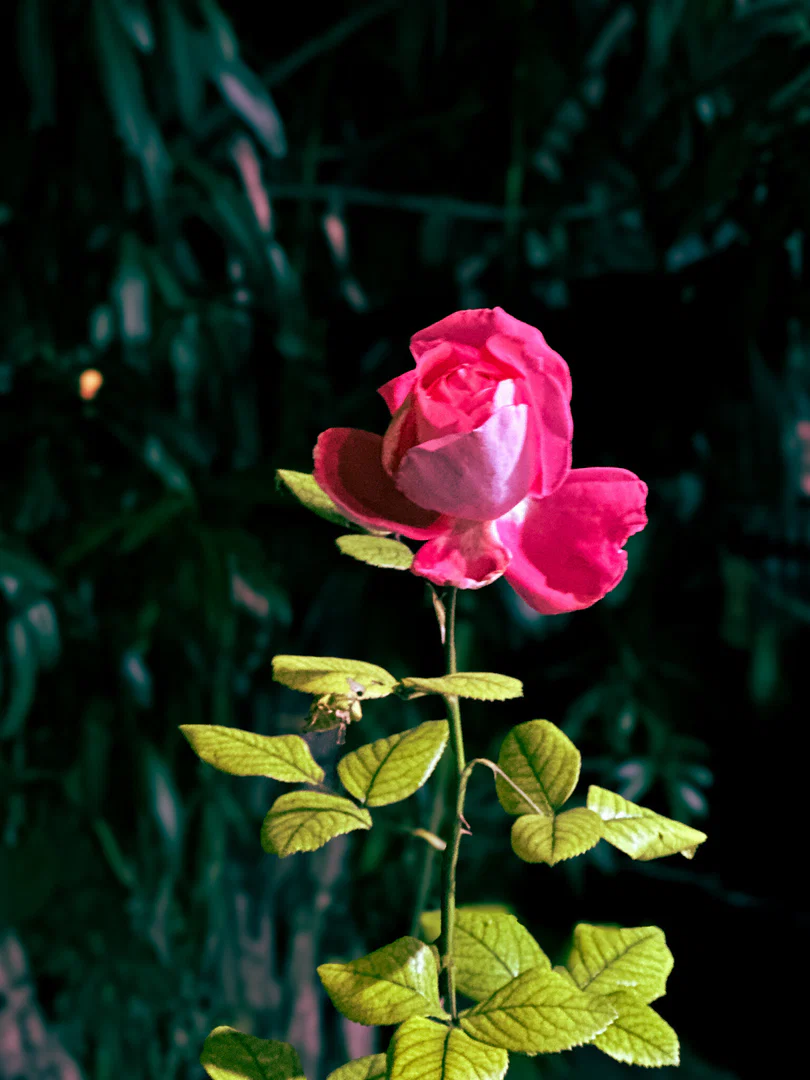 π profile banner