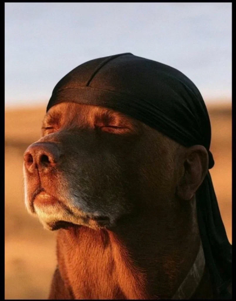 Doggy Dick 🐶🦴's avatar