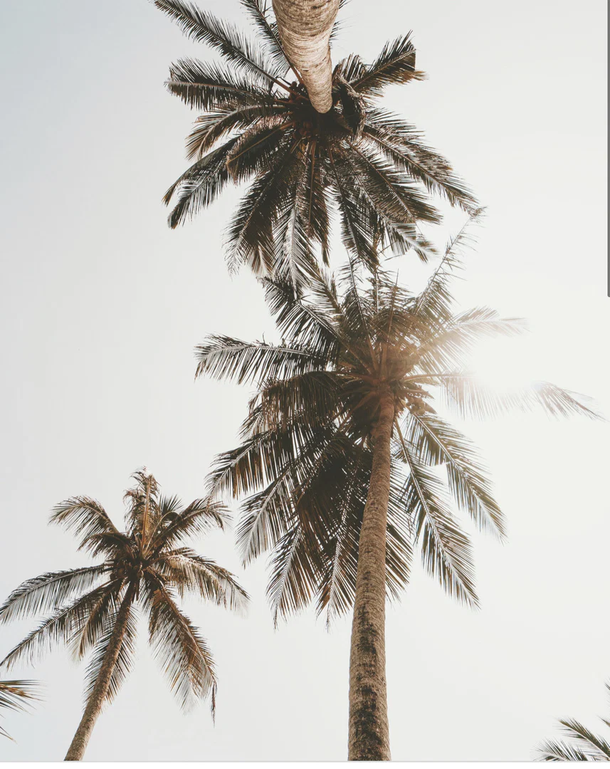 CaliBabyxo profile banner