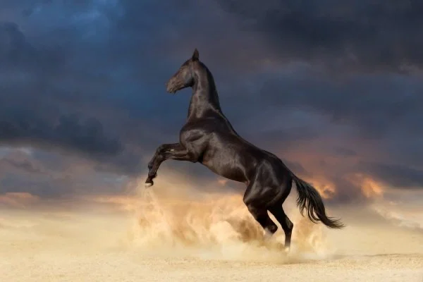 MichealtheStallion profile banner