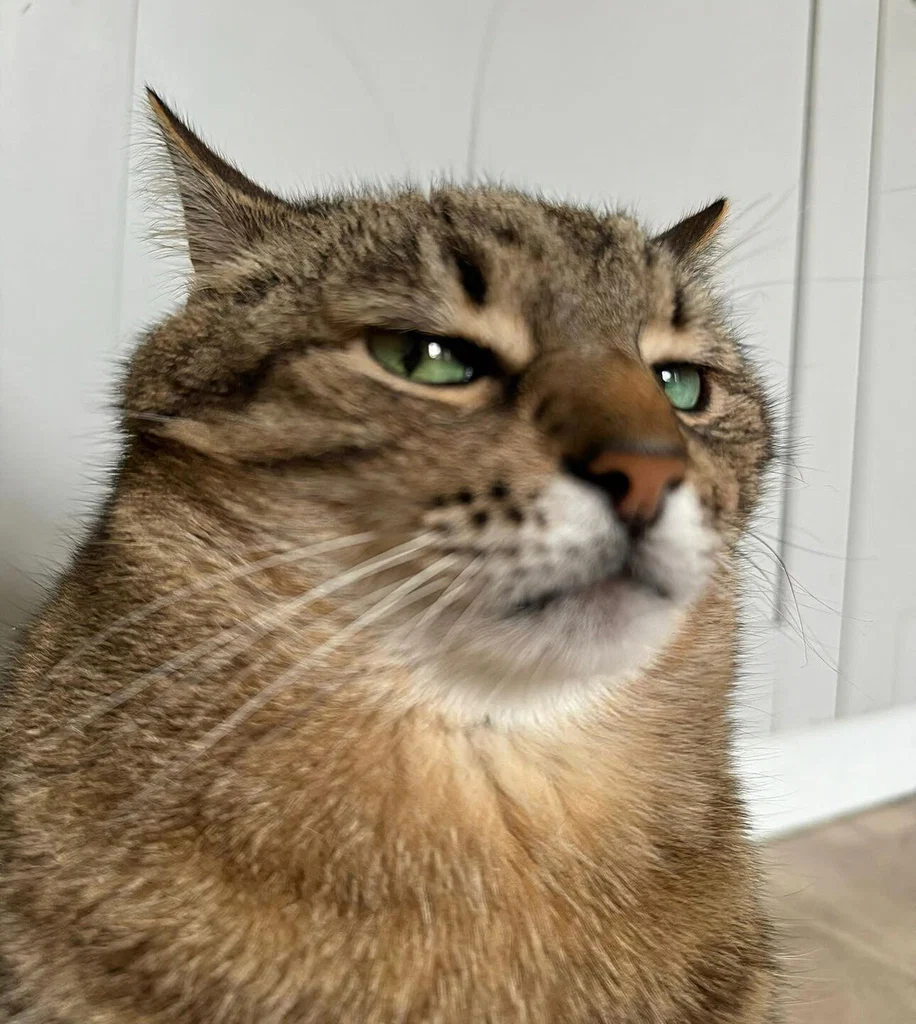 Dungbri's avatar