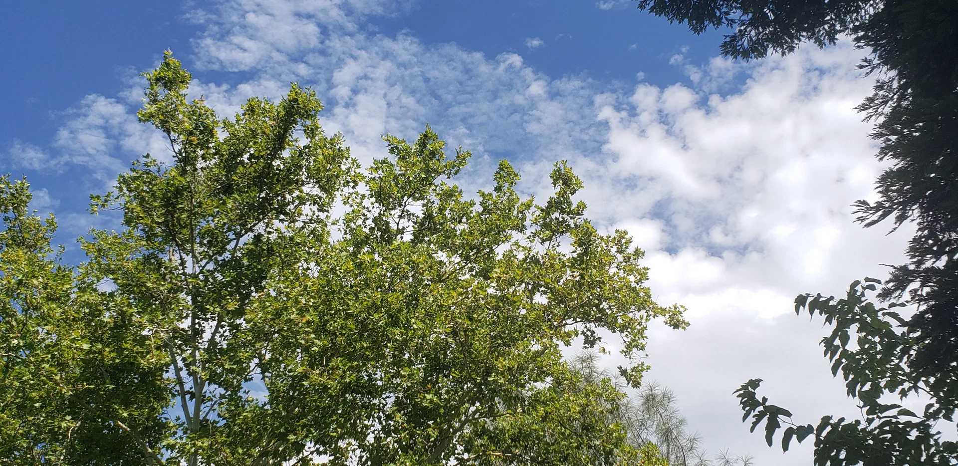 Blueburry Ruccoon profile banner