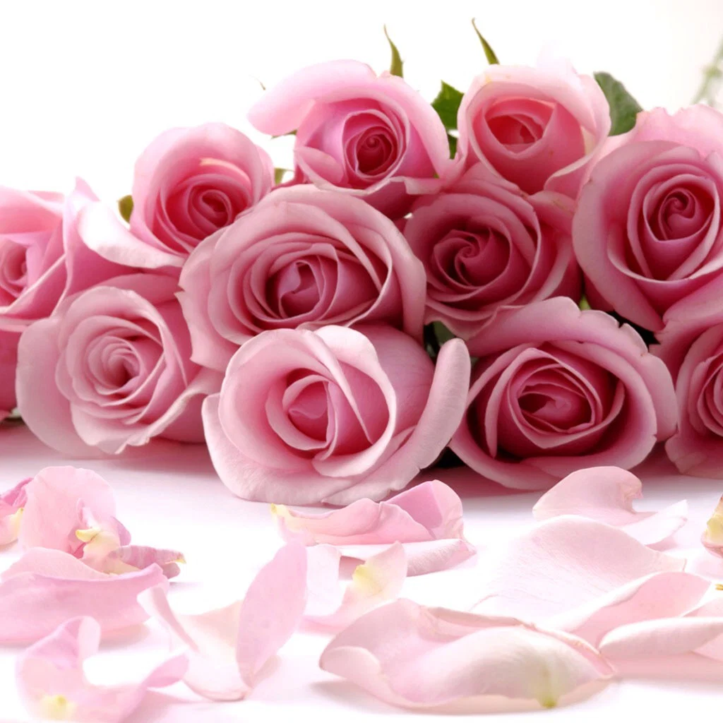 Aries Rose profile banner