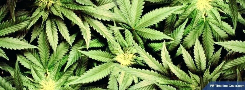 Stonerlove18 profile banner