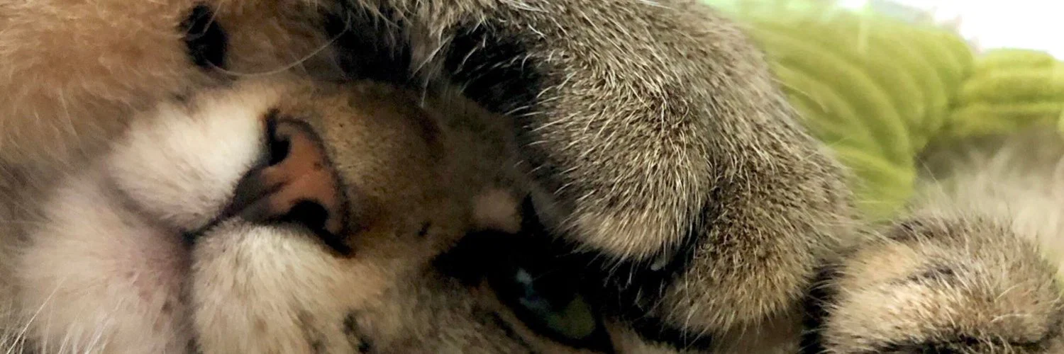 Ellie ^v^ (Customs open!) profile banner