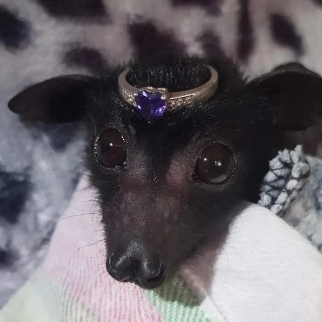 VILE MUTT profile banner