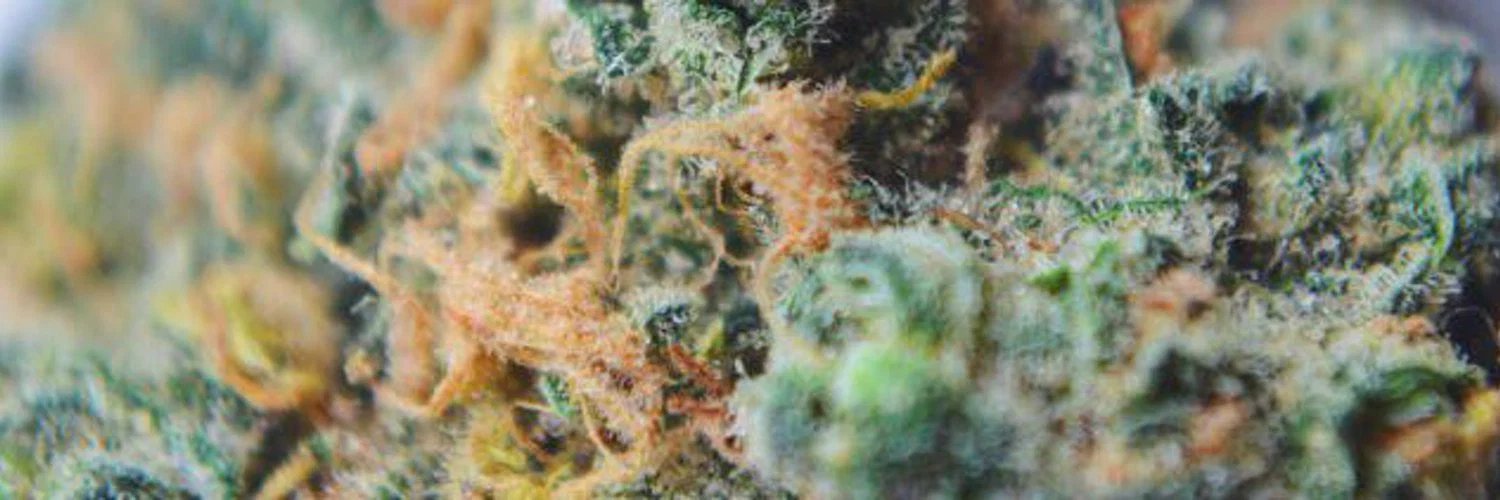 Dev93 ⛽️ profile banner