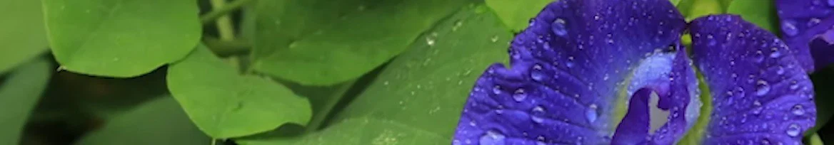 Plant P0rn profile banner