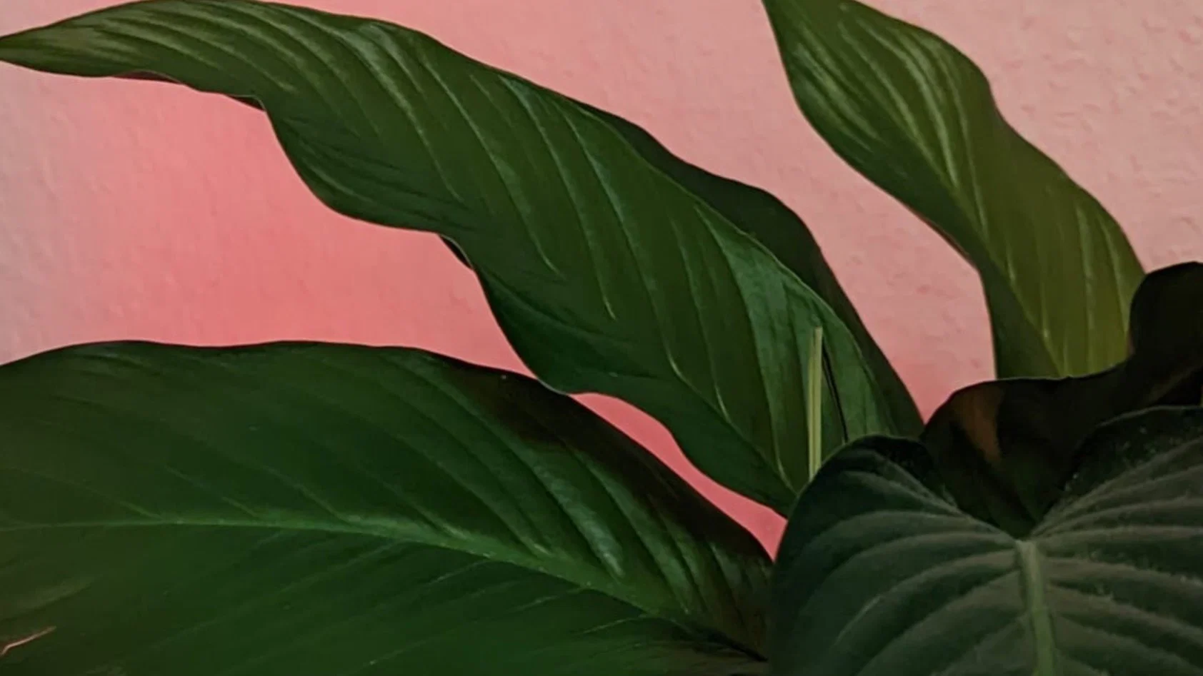 Rosa profile banner