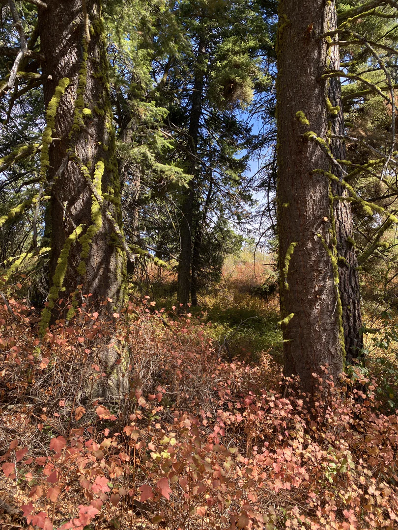 Harper the Fox profile banner