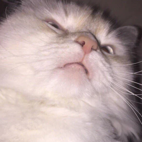 MEOW