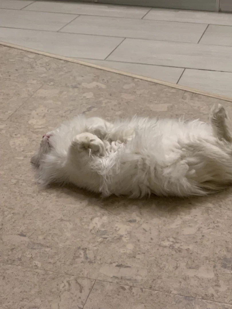 MEOW profile banner