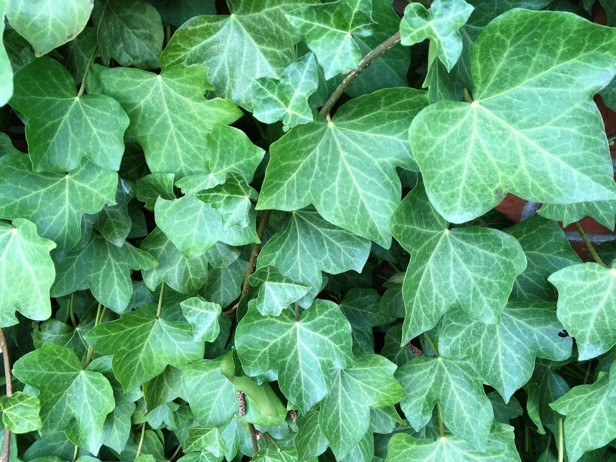 Emerald Ivy profile banner