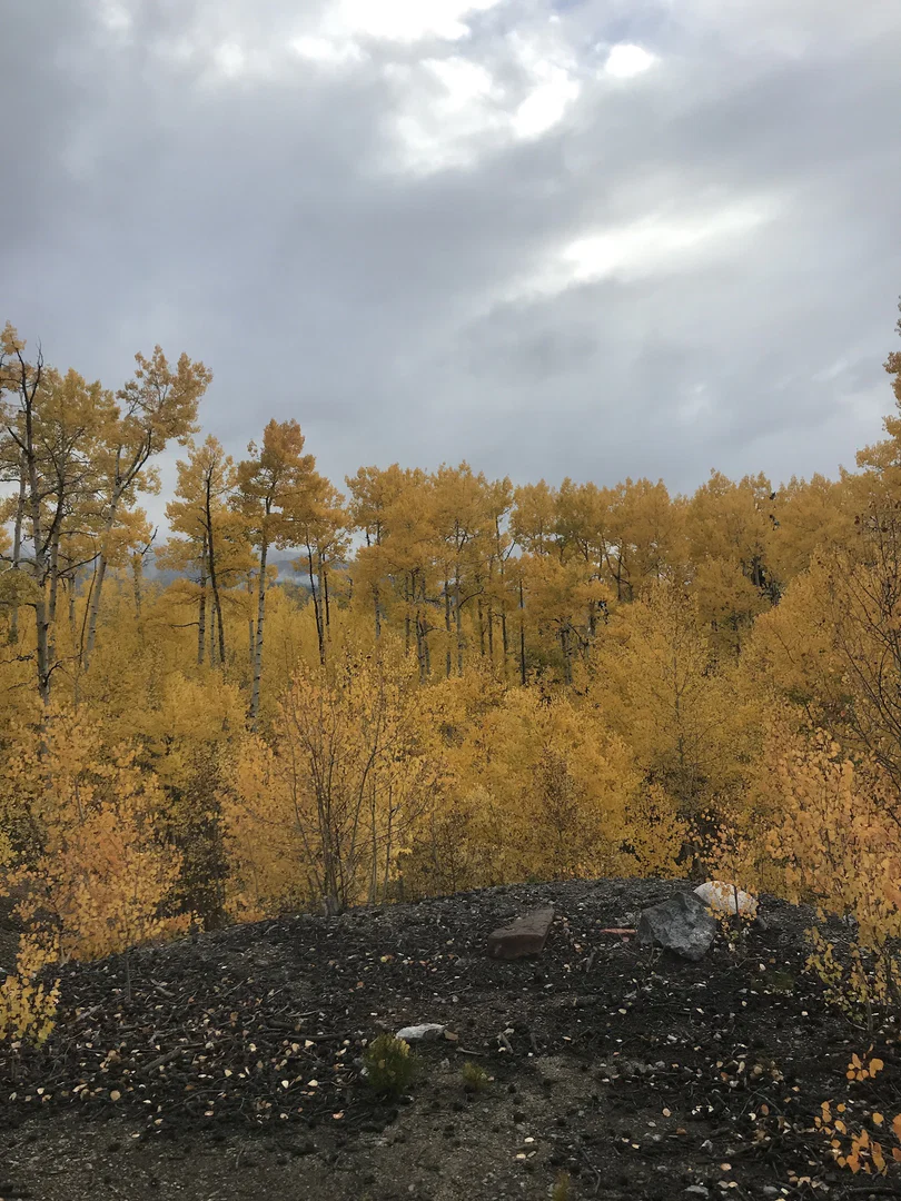 Autumn profile banner