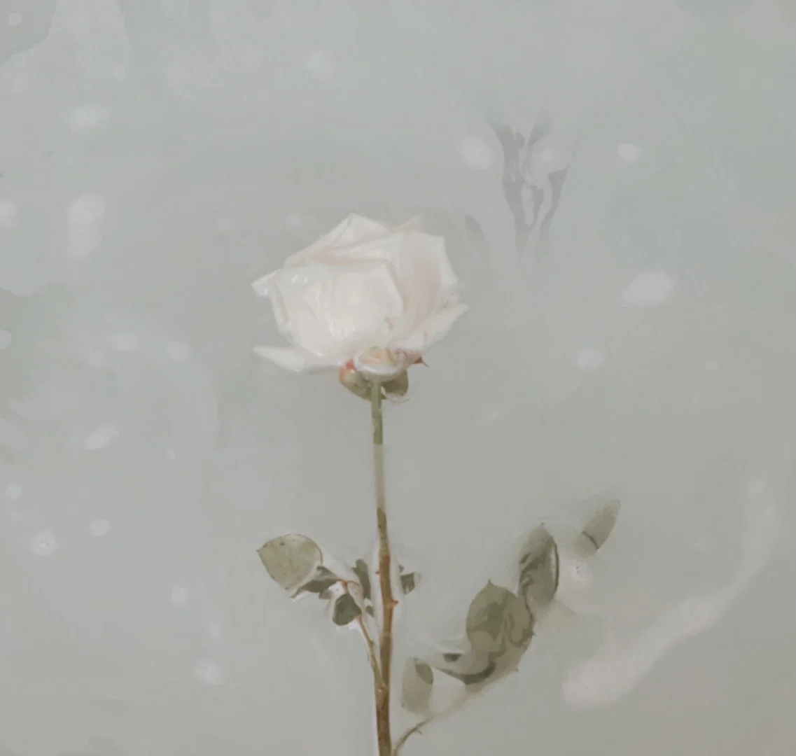 sofia de flores profile banner