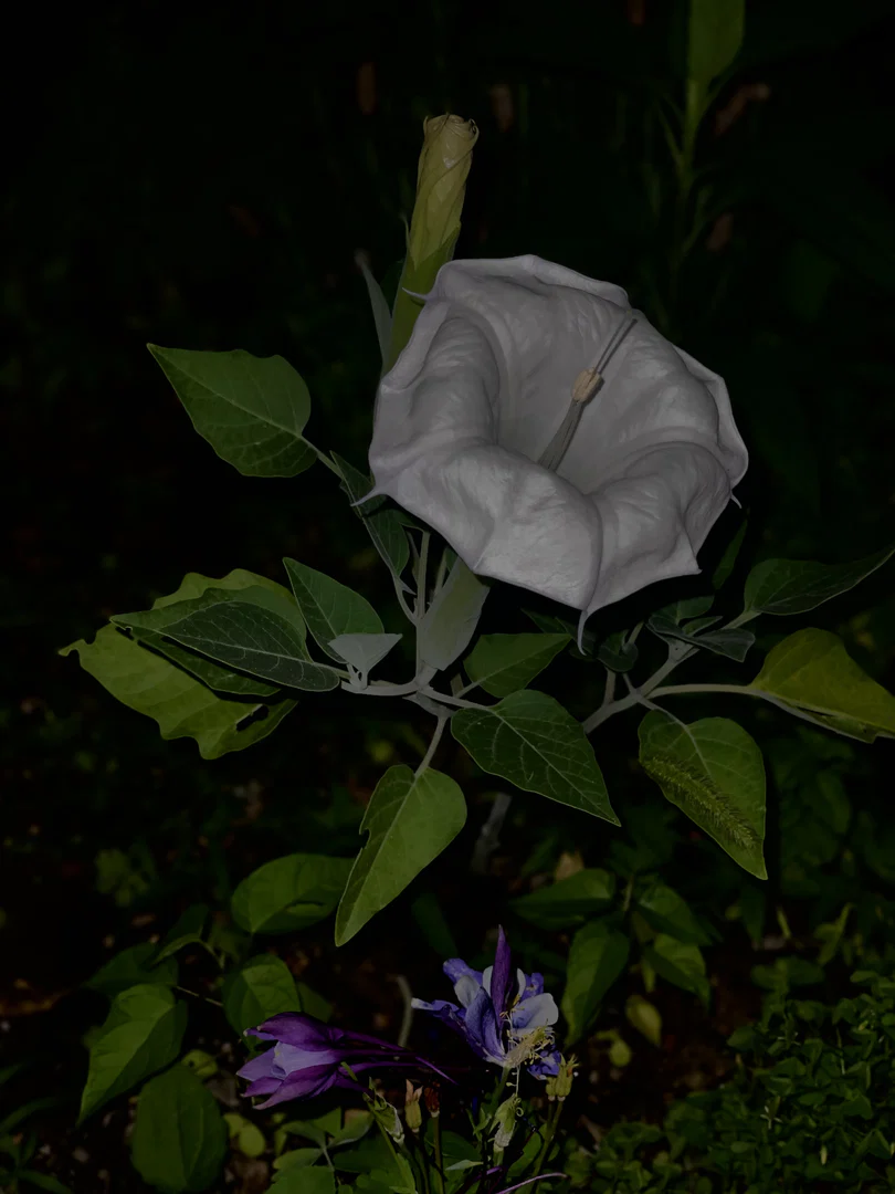 sukoshi_datura profile banner